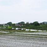 Canggu Reisfelder