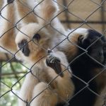 Wildlife Rescue Center - Die Affen