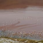 Red Lagune - Salar de Uyuni